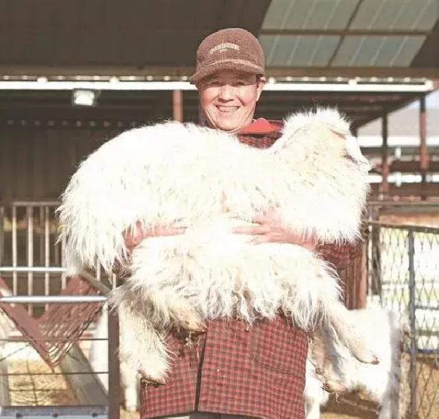 &ldquo;榆林羊&rdquo;品牌首次进入香港市场