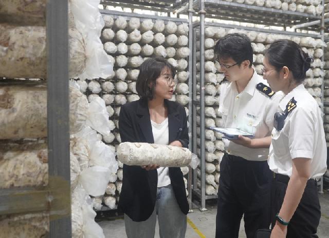 商洛香菇菌丝首次以&ldquo;批次检验（检疫）&rdquo;模式出口